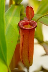 red pitcher trap of Nepenthes Carnivorous plant.