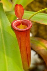 red pitcher trap of Nepenthes Carnivorous plant.