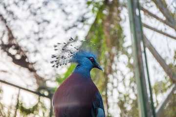 A headshot of a western crowned pigeon (Goura cristata), also known as the common crowned pigeon or blue crowned pigeon