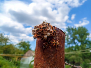 Wasp species polished on nest. Wasp nest