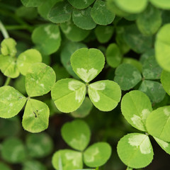 Kleeblatt Klee Clover Herz heart Liebe Love drei 3 grün green shamrock Blatt