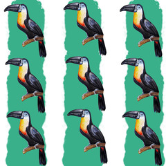 Toucan bird water color art illustration