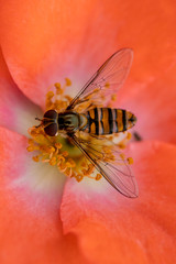 bee on a flower