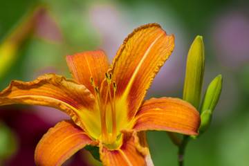 bright, red, blossomed flower