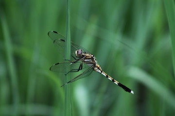 Libellule