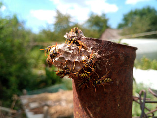 Wasp species polished on nest. Wasp nest