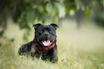 English staffordshire bullterrier dog lying in the grass in summer