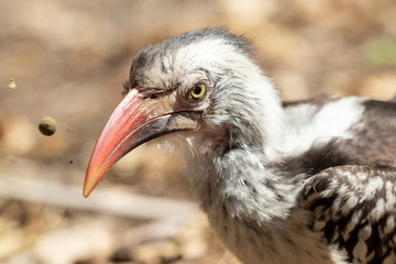 Portrait of a red-billed hornbill inKruger National Park in South Africa