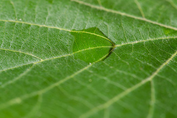 Close up Macro shot of a leaf tree in the middle of a drop of water that glistens in the sun.