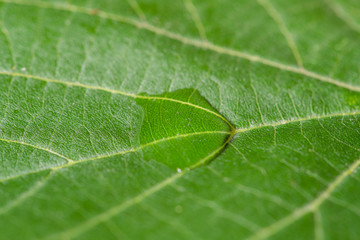 Obraz premium Close up Macro shot of a leaf tree in the middle of a drop of water that glistens in the sun.