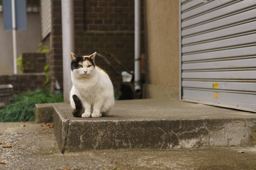 猫