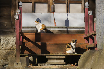 猫