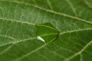 Close up Macro shot of a leaf tree in the middle of a drop of water that glistens in the sun.