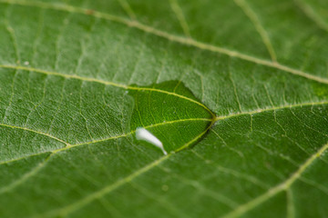 Obraz premium Close up Macro shot of a leaf tree in the middle of a drop of water that glistens in the sun.