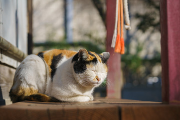 猫