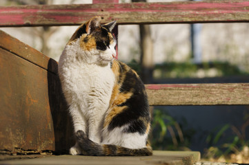 猫