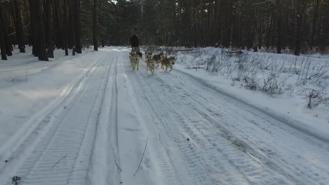 Siberian husky in a dog team. Running in the forest. Riding in sledge with a siberian husky dog team.