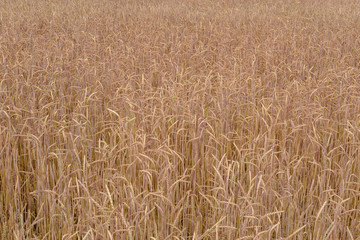 Dinkel feld als Struktur udn Hintergrund