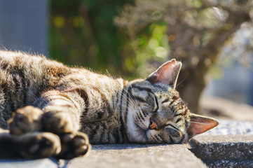 猫