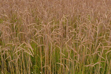 Dinkel feld als Struktur udn Hintergrund