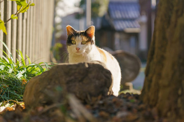 猫