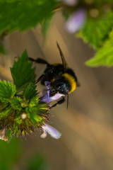 Close up Macro shot of a bumblebee flying on purple flowers gathering honest nectar.
