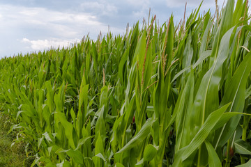 Obraz premium Maisfeld vor bewölktem HImmel in Blüte
