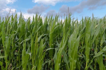 Maisfeld in Blüte vor blauen Himmel mit Wolken
