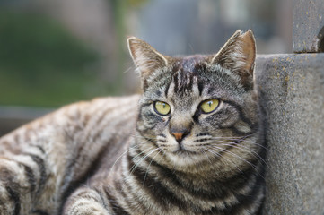 猫