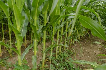 regelmäßige Halme im Maisfeld  - Diagonale
