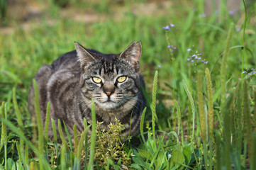 猫