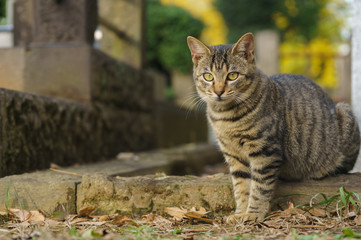 猫