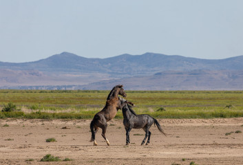 Naklejka premium Wild Horse Stallions Fighting in the Desert