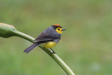 Collared whitestart on stem