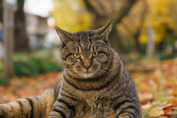 猫