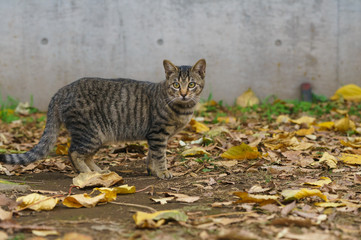 猫