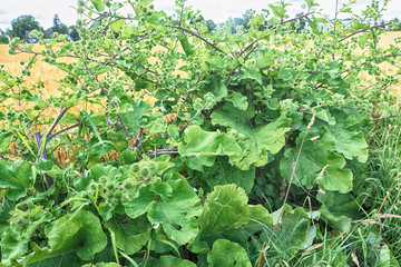 Wild bush with greater burdock prickly blossoms at the border of a yellow wheat field