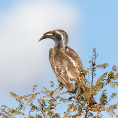 One grey hornbill perched on a tree with a clear sky background