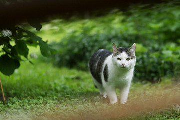tom male cat walk in the summer green garden