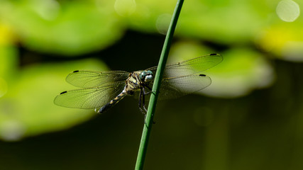 Macro beautiful young black-tailed blue skimmer (Orthetrum cancellatum) male sitting on green stem on blurred green background. This dragonfly belonging to family Libellulidae.
