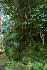 Fototapeta premium Beautiful Jungle Landscaspes and blue pools of Warter at Reach Falls Jamaica