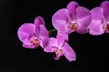 Obraz na płótnie Canvas lilac orchid flower