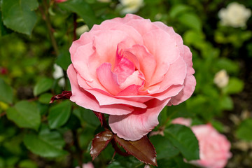 walk, rest, travel, summer, day, city, Park, nature, flower bed, plants, flowers, rose, petals, green, foliage, branch