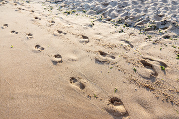 footprints in the wet sand