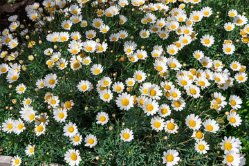  Camomile flowers background