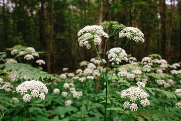 A view of a white-flowered meadow of Aegopodium podagraria L. from the apiales family, commonly referred to as earthen elder, grassland, bishop, weed, cowberry and gout.