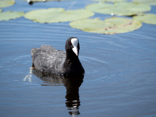 Eurasian coot (Fulica atra), also known as the common coot floated on water close up.