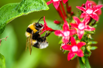 pszczoła nektar © aleksandra