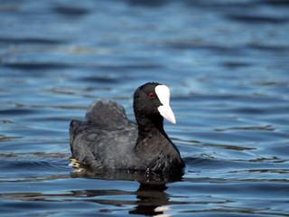 Eurasian coot (Fulica atra), also known as the common coot floated on water close up.