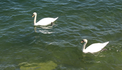 Coppia di cigni al lago